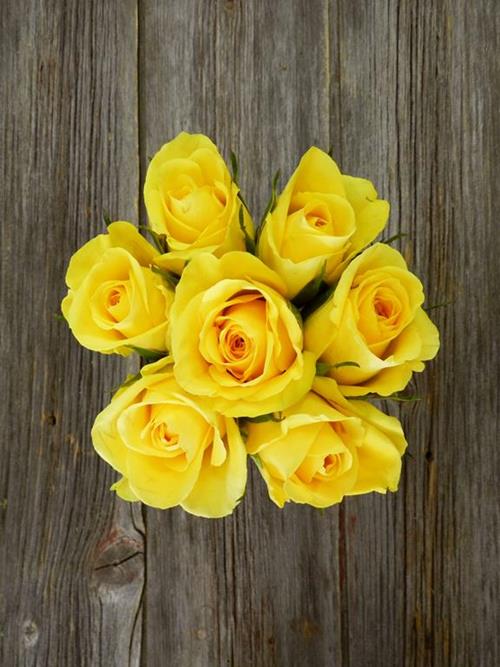  YELLOW ROSES